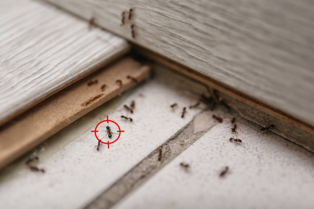 Professional Pest Control in New Egypt, NJ